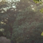 Tree pollen in field