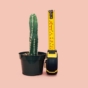 cactus measured by tape measure