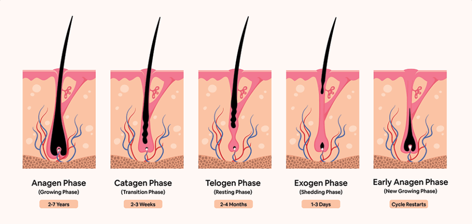 hair growth cycle infographic