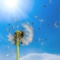 dandelion losing seeds in the wind