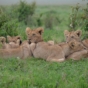 a pride of lions resting