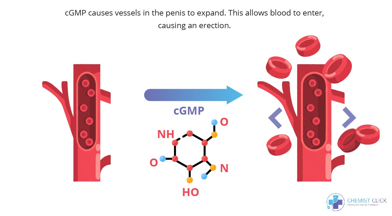 Infographic showing how an erections happens