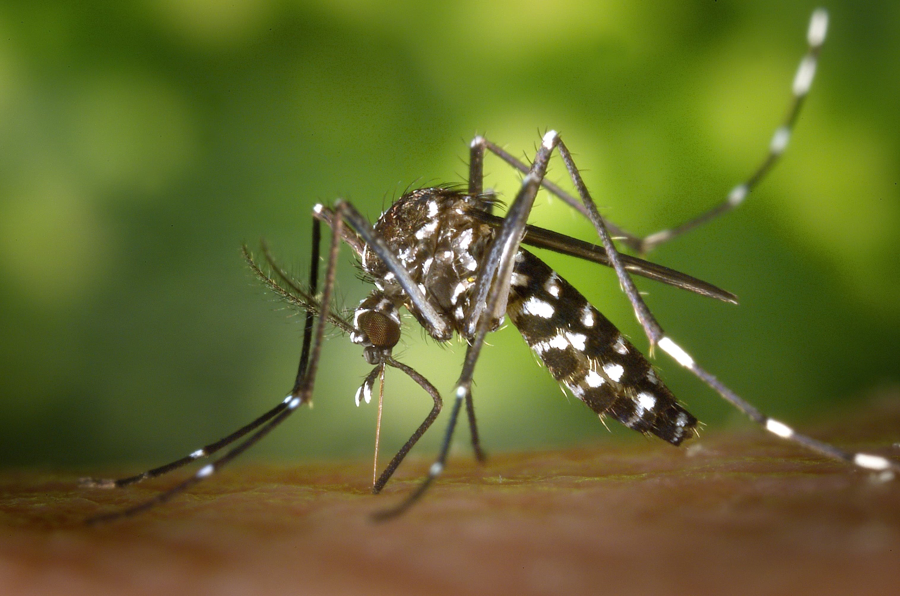 A mosquito sucking on a human