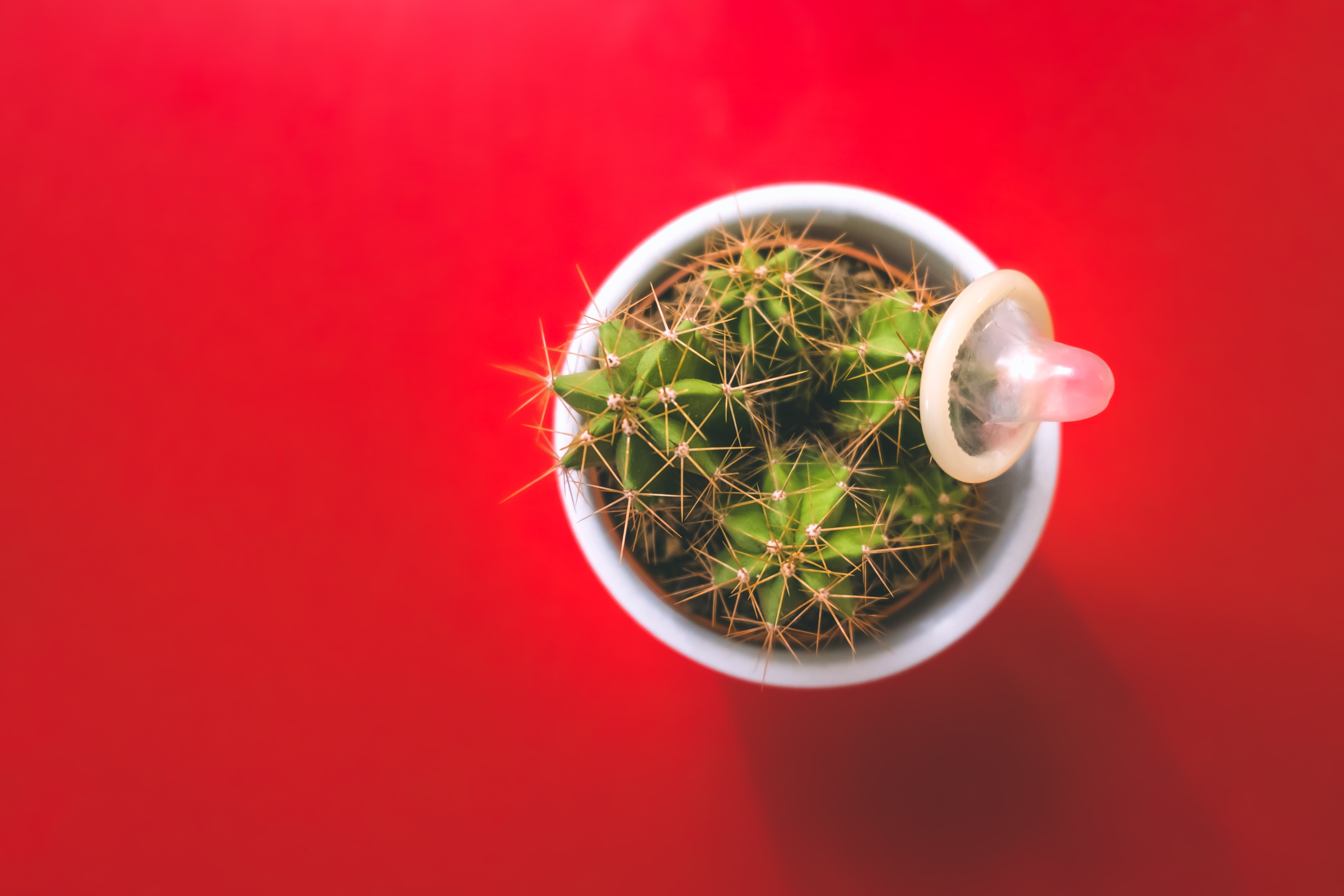 A picture of a cactus plant with a condom on the top on a red background