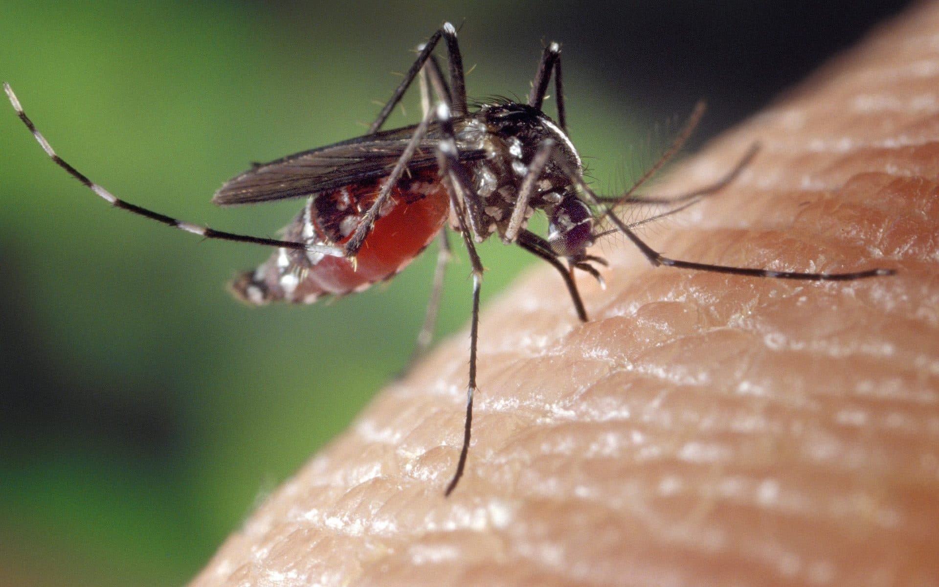 A mosquito on a person's skin looking as though it is about to bite