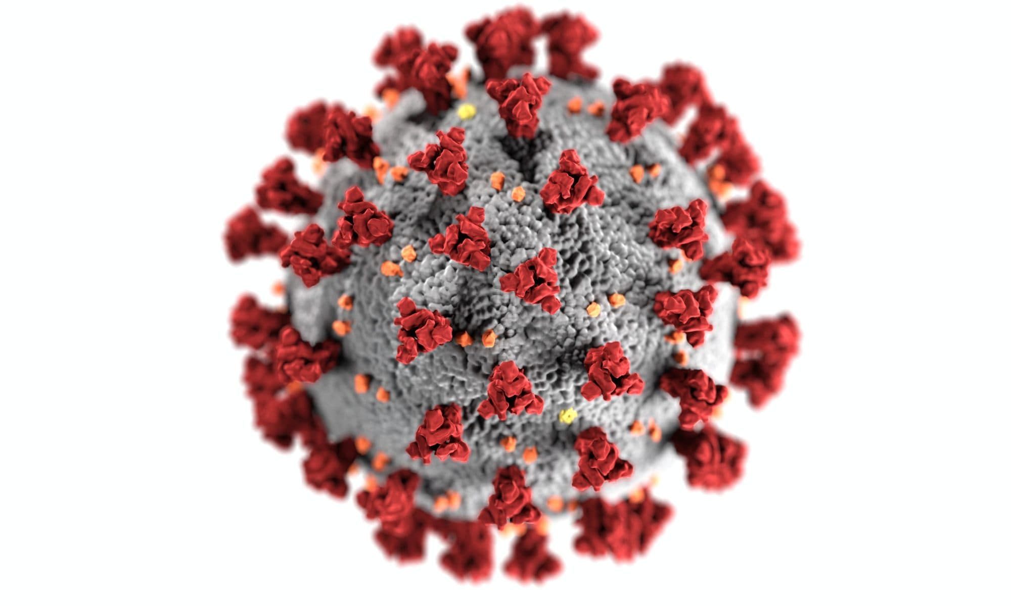 Corona-virus molecule