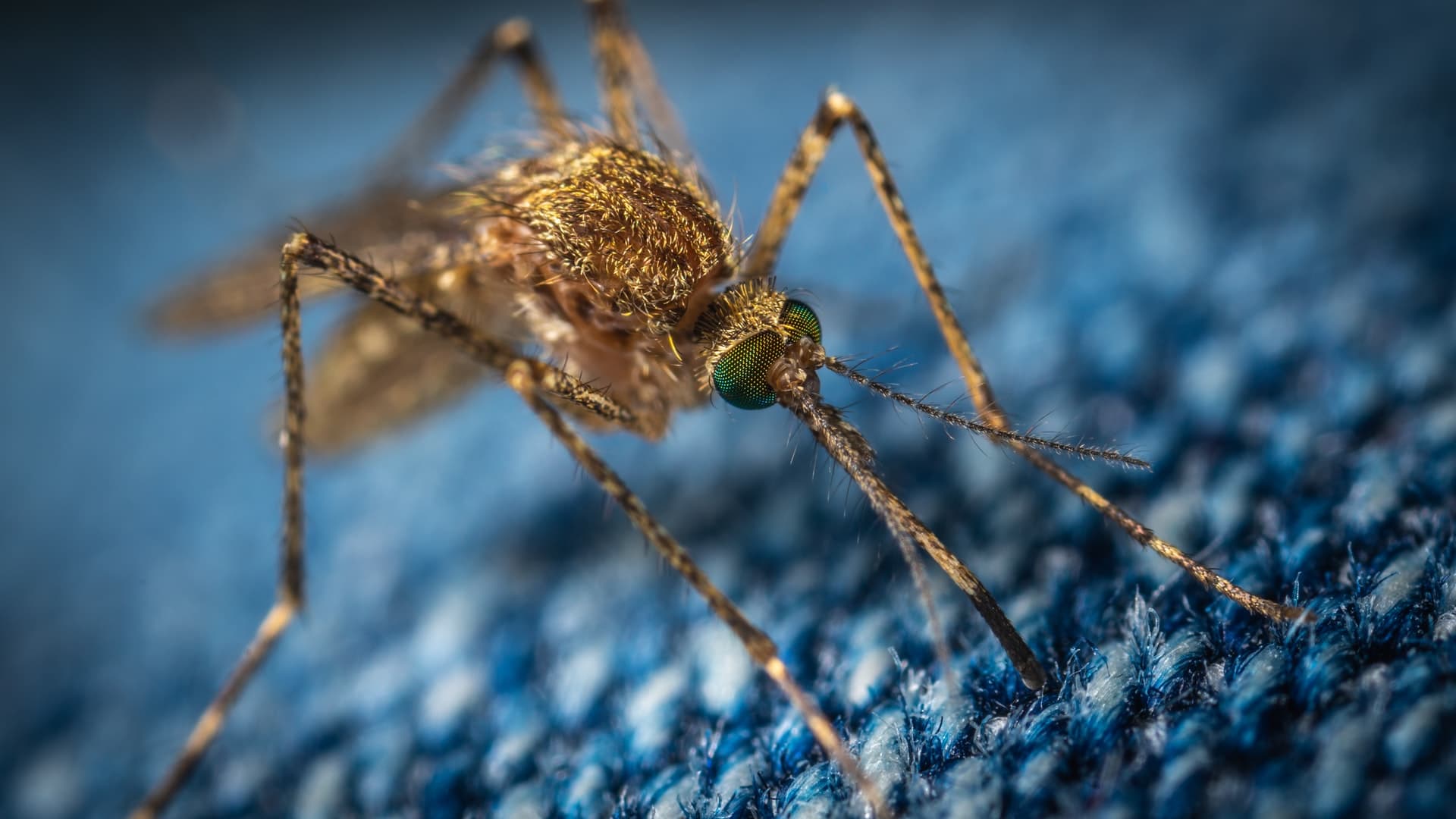 Mosquito on jeans