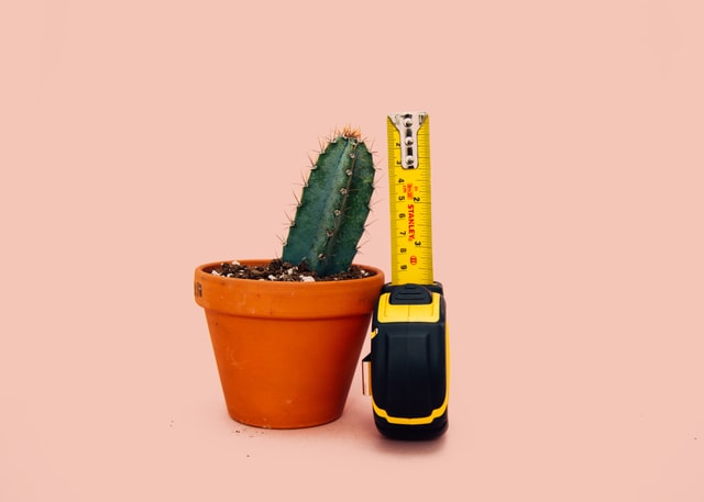 Cactus with tape measure