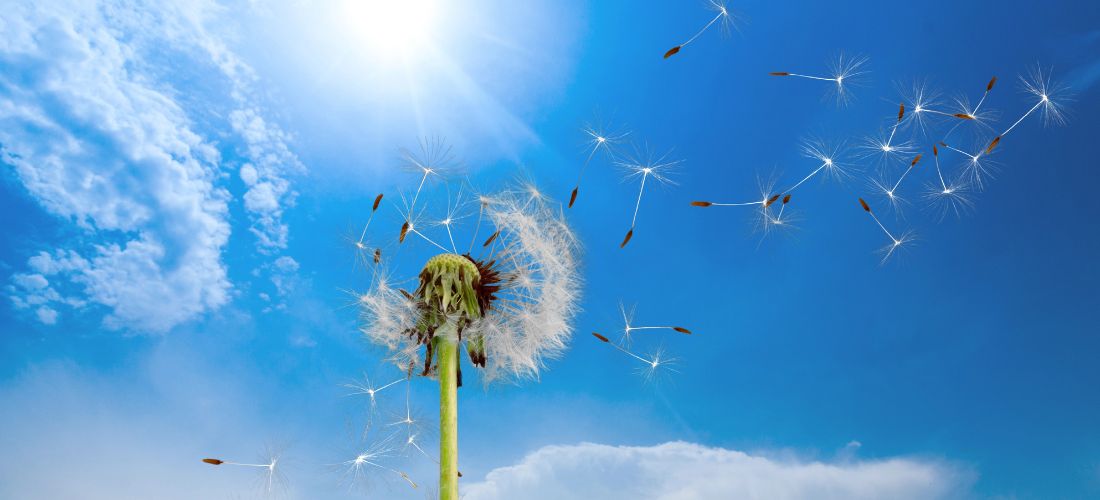 Dandelion losing seeds in the wind