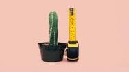 An erect cactus plant with a tape measure measuring it on a pink background