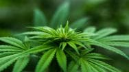The head of a vibrant green cannabis plant