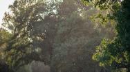 Tree pollen in field
